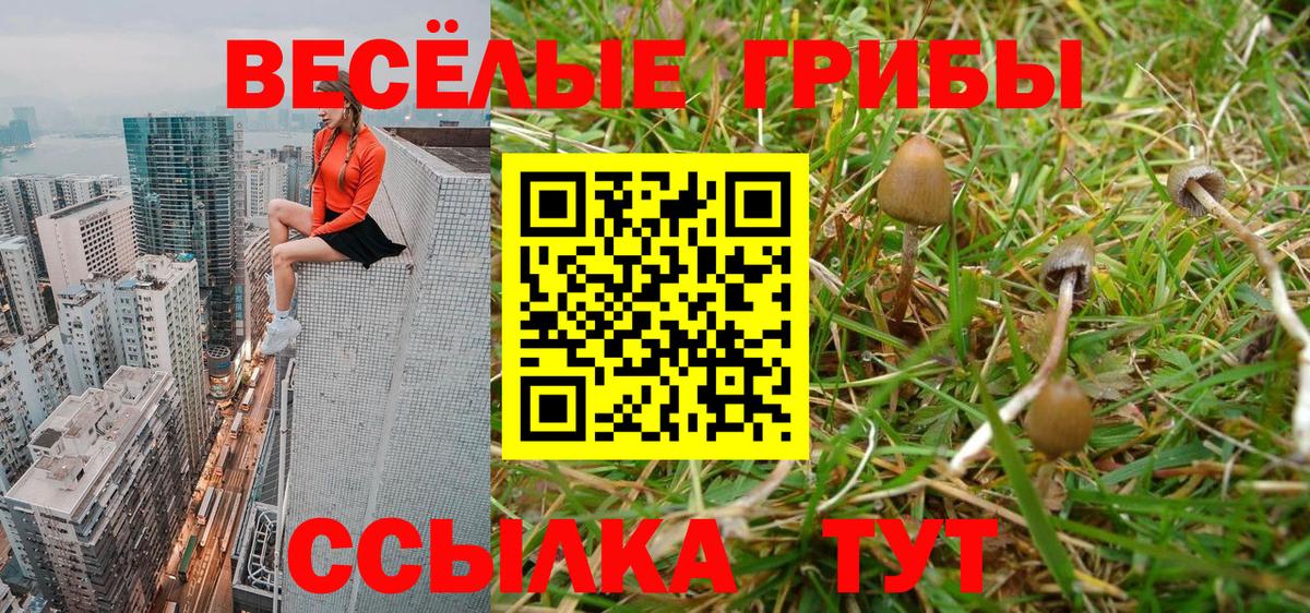 Псилоцибиновые грибы Psilocybine cubensis Апатиты